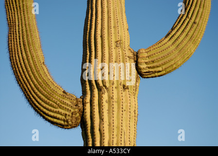 Cactus Saguaro, Carnegiea gigantea, con due bracci contro il cielo blu, Deserto Sonoran, southwestern USA Foto Stock