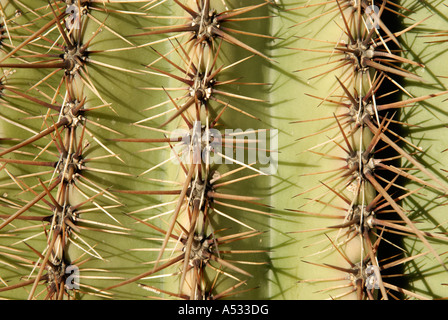 Cactus Saguaro, Carnegiea gigantea, spine spine su tre 3 pieghe, close up abstract Foto Stock