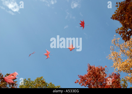 Foglie di acero che cade contro un azzurro cielo di autunno Foto Stock