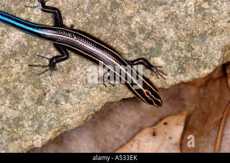 Cinque rivestita skink, Eumeces fasciatus. Foto Stock