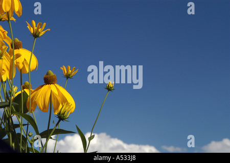 Shiny Coneflower (Rudbeckia nitida) nella parte anteriore del cielo blu Foto Stock