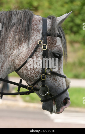 In prossimità di una testa di cavallo Foto Stock