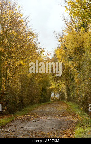 Rosso e marrone dei mesi autunnali illustrato da una strada pubblica coperto di foglie cadute, fiancheggiata da alberi Foto Stock