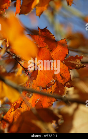 Rosso e marrone dei mesi autunnali illustrato da foglie in una struttura ad albero Foto Stock
