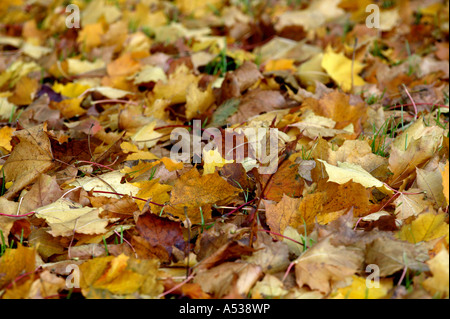 Un tappeto di Rossi e marroni nei mesi autunnali illustrato da foglie giacenti o caduti sul pavimento sporge di erba Foto Stock