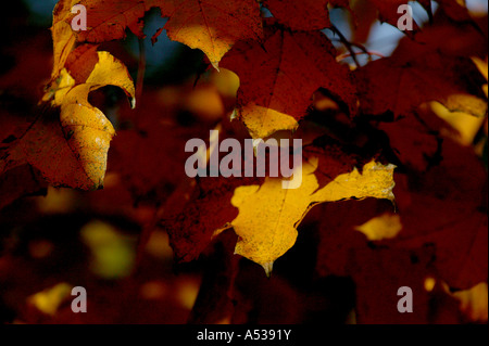 Rosso e marrone dei mesi autunnali illustrato da foglie di un albero con il sole alle spalle che mostra la vita interna della balestra Foto Stock