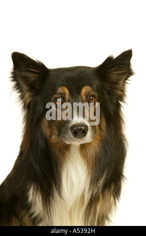 Tricolore Border Collie cane Foto Stock