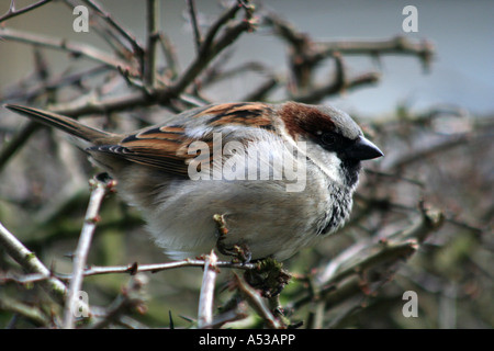 Casa passero ( Passer domesticus ) con gonfi piumaggio in una fredda mattina di inverno Foto Stock