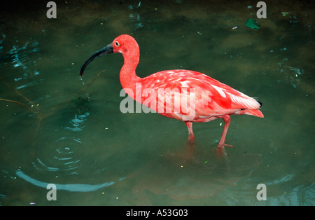 Scarlet Ibis Eudocimus ruber captive bird Sud Africa Foto Stock