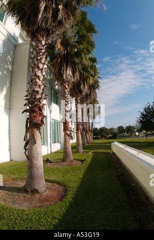 Le palme nel paesaggio della città di Port Saint Lucie Municipio Saint Lucie County Florida St Foto Stock