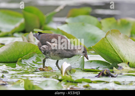 Jung (Moorhen Gallinula chloropus) è in esecuzione sul water lilies Foto Stock