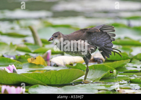 Jung (Moorhen Gallinula chloropus) è in esecuzione oltre le ninfee e si allunga ala e gamba Foto Stock