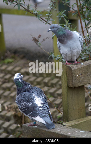 Inghilterra, Regno Unito. Coppia di inanellare piccioni selvatici seduto su di una recinzione di legno Foto Stock