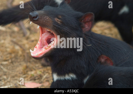 Diavolo della Tasmania sarcophilus harrisii nel diavolo della Tasmania park di taranna tasmania australia Foto Stock