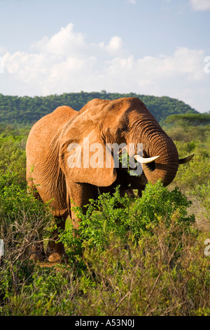 Elefante africano Loxodonta africana nella luce della sera la navigazione prateria scrub sulla pianura nel Samburu National Park Kenya Africa Foto Stock