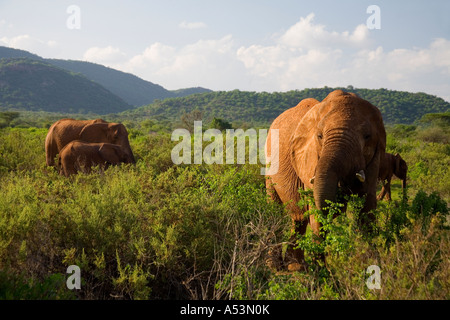 Gli elefanti africani Loxodonta africana nella luce della sera sfoglia prateria scrub sulla pianura nel Samburu National Park Kenya Africa orientale Foto Stock