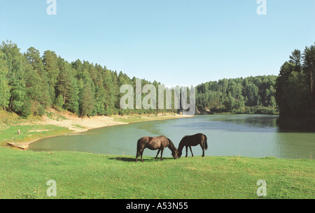 Cavalli sul fiume Lebed s bank tradotto come il fiume Swan Altai Siberia Russia Foto Stock