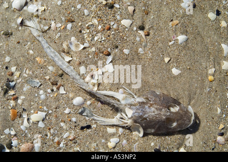 Morto ray sulla spiaggia il freycinet nationalpark tasmania australia Foto Stock