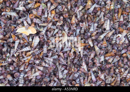 Conchiglie sulla spiaggia il freycinet nationalpark tasmania australia Foto Stock