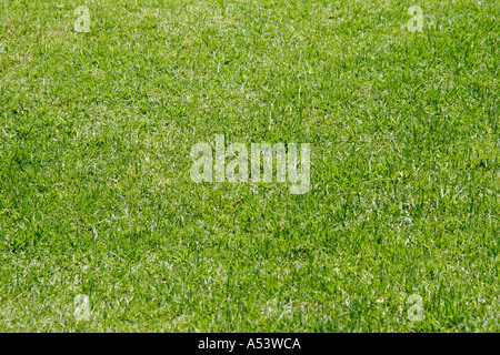 prato di erba tagliata Foto Stock