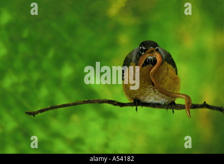 Early Bird: American Robin (Turdus migratorius) sul ramo alimentare il verme vivo, giugno USA Foto Stock