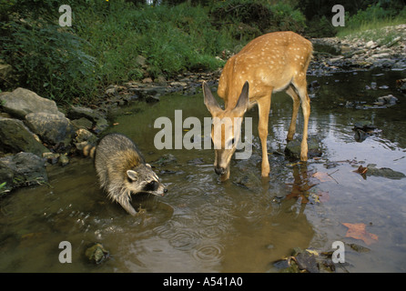 Andare lontano: Raccoon (Procione lotor) tenta di intimidire white-Tailed Deer Fawn in creek (1° in serie), Missouri USA Foto Stock