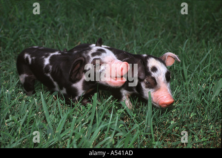 Due adorabili in bianco e nero di suinetti sembrano parlare e scherzare mentre in piedi in erba greem, Missouri USA Foto Stock