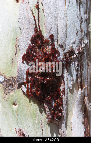 Resina rossastra fuoriesce dell'albero bloodwood Brosimum rubescens Foto Stock