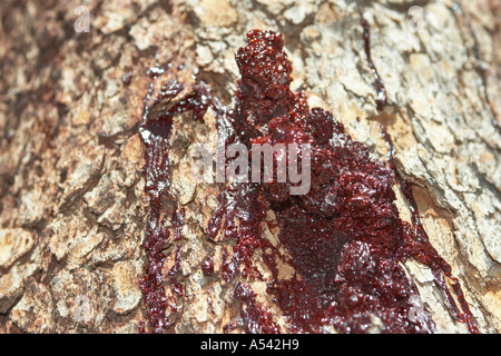 Resina rossastra fuoriesce dell'albero bloodwood Brosimum rubescens Foto Stock