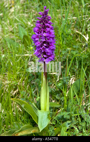 Early-purple orchid Orchis mascula Foto Stock