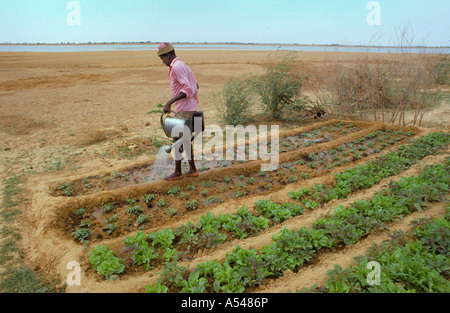 Painet hn1712 3099 mali giardino irrigazione fiume Niger alluvione piano paese segou nazione in via di sviluppo meno sviluppati dal punto di vista economico Foto Stock