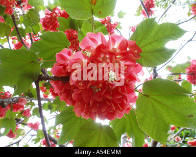 Giardino botanico di fragola, snowball, Dombeya cacuminum, flowerage di Madera Foto Stock