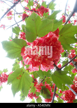 Giardino botanico di fragola, snowball, Dombeya cacuminum, flowerage di Madera Foto Stock