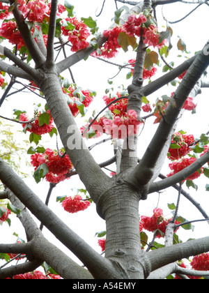 Giardino botanico di fragola, snowball, Dombeya cacuminum, flowerage di Madera Foto Stock