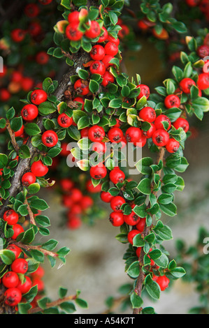 Cotoneaster horizontalis arbusto con bacche rosse in autunno Hybridus pendulus Foto Stock