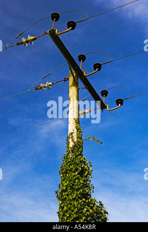 "Tre fase' linee elettriche sulla coperta di edera supporto in legno POLO INGHILTERRA Foto Stock