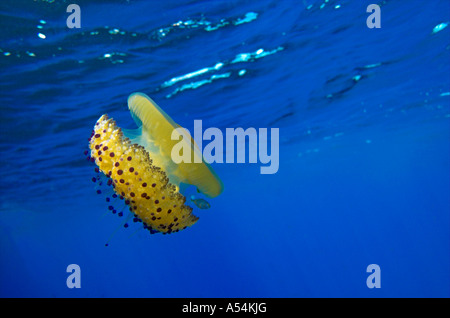 Uovo fritto medusa Cotylorhiza tuberculata Foto Stock