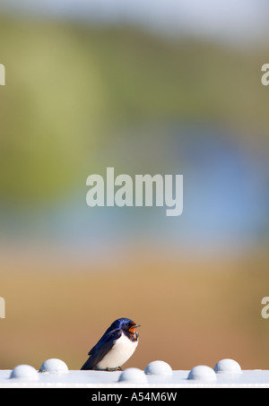 Barn swallow ( Hirundo rustica ) si appollaia Foto Stock