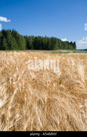 Primo piano di orzo orecchie ( hordeum vulgare ) a cornfield , Finlandia Foto Stock