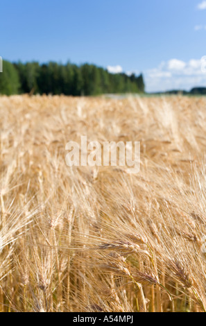 Primo piano di orzo orecchie ( hordeum vulgare ) a cornfield , Finlandia Foto Stock
