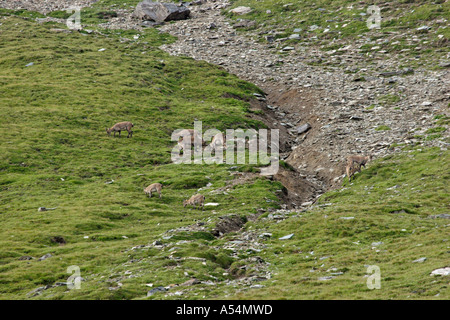 Allevamento di ibex sulla montagna Großglockner Carinzia Austria Foto Stock