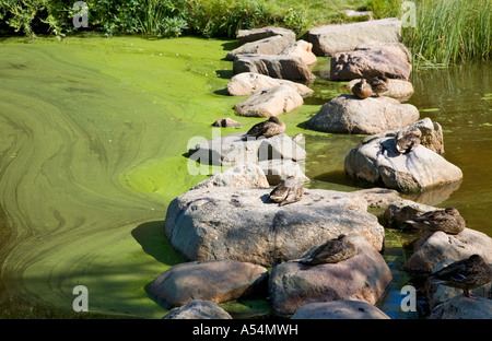 Forte crescita di cianobatteri (alghe blu-verdi) sulla superficie dell'acqua in una piccola piscina e di mallards di riposo, Finlandia Foto Stock