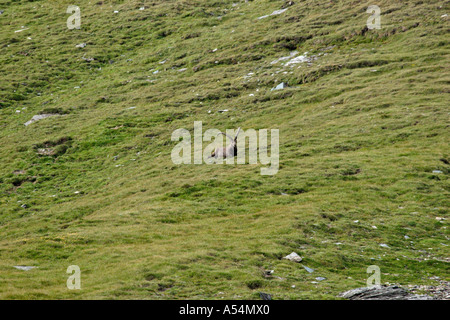 Ibex maschio sul prato sul monte Großglockner Carinzia Austria Foto Stock