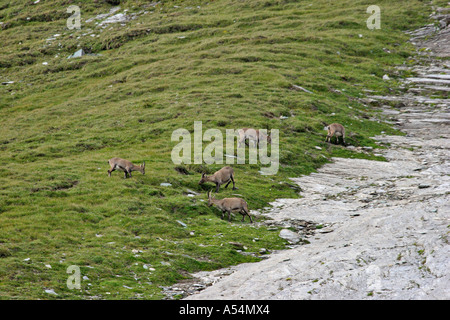 Allevamento di ibex sulla montagna Großglockner Carinzia Austria Foto Stock