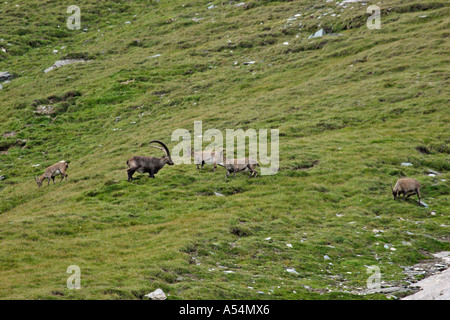 Allevamento di ibex sulla montagna Großglockner Carinzia Austria Foto Stock