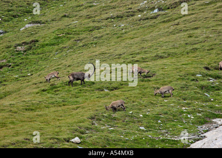 Allevamento di ibex sulla montagna Großglockner Carinzia Austria Foto Stock