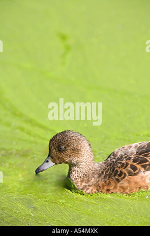Salice europeo ( Anas penelope ) che nuota in una pesante fioritura di cianobatteri ( alghe blu-verdi ) , Finlandia Foto Stock