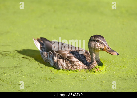 Gadwall ( Anas Stropera ) nuotare in un'acqua inquinata da una forte crescita di cianobatteri (alghe blu-verdi) , Finlandia Foto Stock