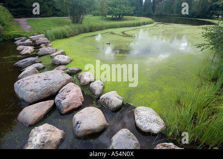 Forte crescita dei cianobatteri ( alghe blu-verdi ) in corrispondenza della superficie dell'acqua in un piccolo laghetto in giardino , Finlandia Foto Stock