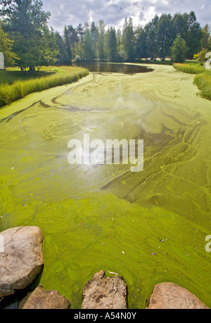 Forte crescita dei cianobatteri ( alghe blu-verdi ) in corrispondenza della superficie dell'acqua su un piccolo laghetto in giardino , Finlandia Foto Stock